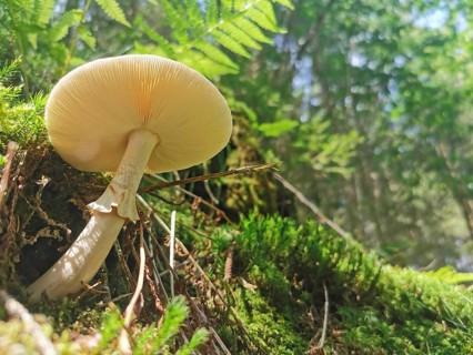 Large mushroom (fungi) on mossy forest ground in sunlight, view from below, beautiful perspective,