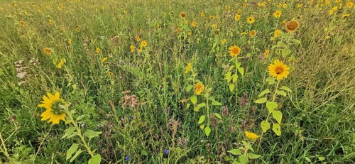 Wide field with numerous blooming sunflowers (helianthus annuus) on a summer's day, Franconian