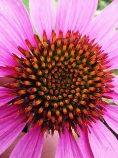 Close-up of a pink flower with a striking, colourful inflorescence, purple coneflower (Echinacea