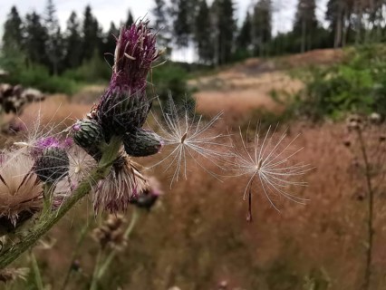 Thistle (carduus) with fine seed hairs in an open meadow and forest area on a summer's day,