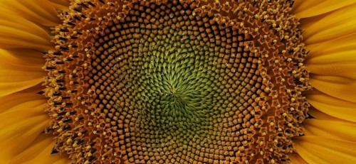 Close-up of the centre of the sunflower (helianthus annuus) showing the complex pattern and bright