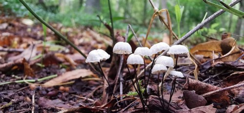 Small white mushrooms in an autumnal forest floor with leaves and twigs, Collared parachute