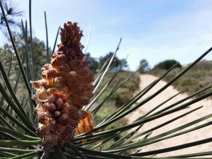 Close-up of a pine cone (pinus pinea) in front of a sandy path in a summer landscape, costa