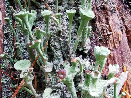 Green trumpet lichen (cladonia fimbriata) growing on a tree bark, surrounded by natural colours and