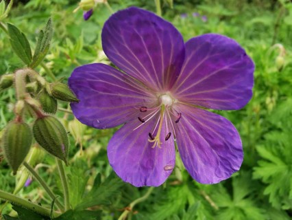 Purple flower in full bloom with detailed petals and green surroundings, Cranesbill (Geranium),