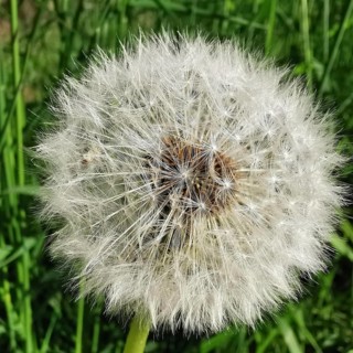 Macro photograph of a complete dandelion head (taraxacum officinale) with waving seeds in the