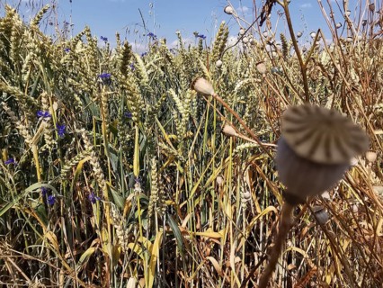 A lush wheat field (triticum) with scattered, blooming cornflowers (Centaurea cyanus) under a