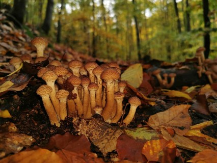 Small mushrooms sprout close together on the forest floor, surrounded by colourful autumn leaves,