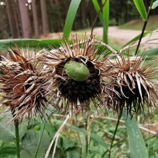Withered flower heads of a burdock (arctium) with a small green stink bug (palomena prasina),