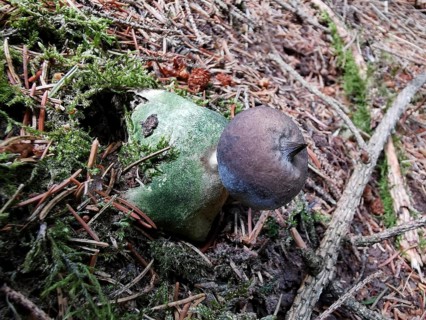 Mushroom on mossy forest floor with fallen needles, Erdstern (Geastrum triplex), Franconian Forest