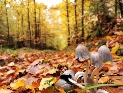 Small mushrooms sprout from a forest floor covered with colourful autumn leaves next to a forest