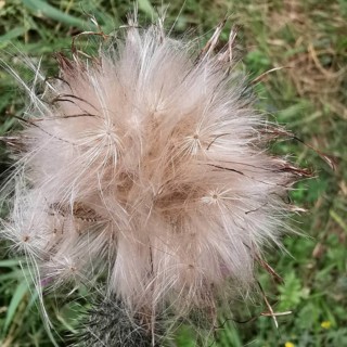 Fluffy, pastel-coloured seeds of a plant in nature, thistle (cirisium arvense), Franconian Forest