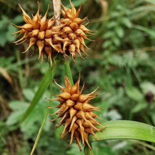 Dry, brown seed capsules on green stems in a field, Morgenstern sedge (carex hystericina),