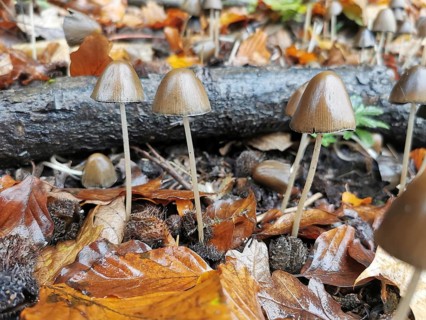 Small mushrooms on the ground between wet leaves in autumn forest, leathery-brown fibre fungus