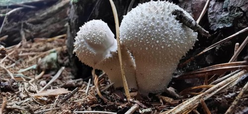 White, spiny mushrooms on the forest floor in a natural environment, bottle mushroom (Lycoperdon