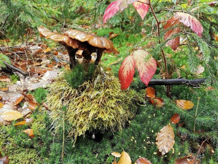 A dark mushroom (fungi) grows on moss-covered ground with colourful leaves, Franconian Forest