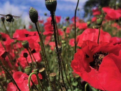 Bumblebee (Bombus) buzzing over red poppy field (papaver) under blue sky, Thuringian Forest