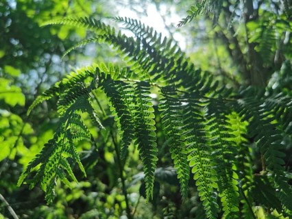 Close-up of fern leaves (far) in the forest with sunlight shining through, Thuringian Forest nature