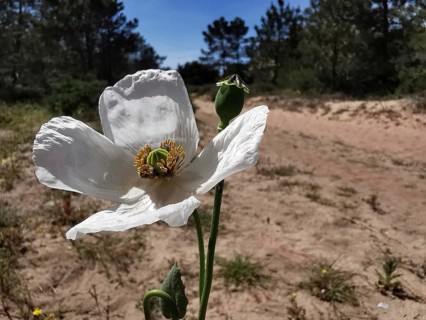 White poppy (papaver somniferum) in blooming splendour in front of a sandy path amidst trees, costa
