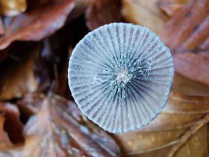 Close-up of a mushroom cap showing patterns and details of the surface structure (mycena