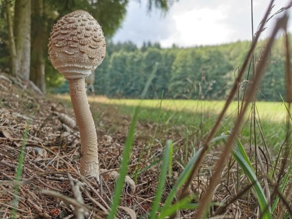 A single large mushroom stands on the edge of the forest on the ground with tall grass and foliage