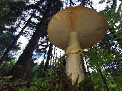 Large mushroom (fungi) in the forest, surrounded by tall trees and moss, from bottom to top,