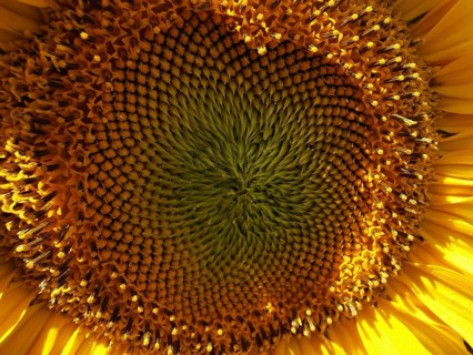 Close-up of the centre of a sunflower (helianthus annuus) with concentric patterns, Franconian