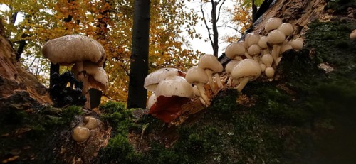 Several mushrooms growing on a moss-covered tree trunk in autumn forest, oyster mushrooms