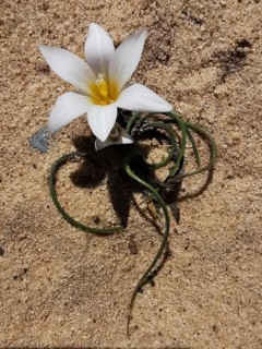 White flower with yellow centre blooms on a sandy background, mock crocus (Romulea bulbocodium),