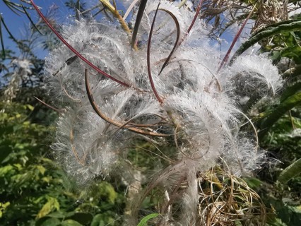 White, feathery seed heads of a plant in the open, blooming sally (epilobium angustifolium), High
