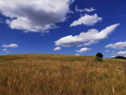 A wide field under a sky with white clouds and a blue background
