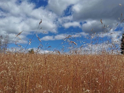 A wide field of tall grass under a blue, slightly cloudy sky