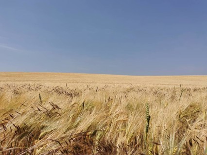 A vast wheat field under a clear blue sky