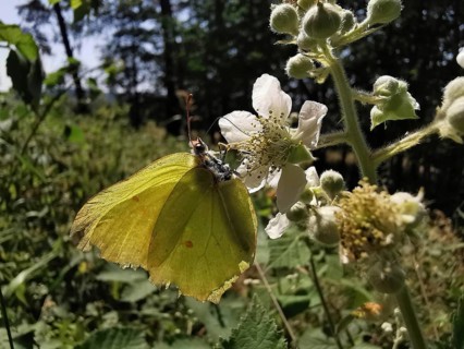 A lemon butterfly (Gonepteryx rhamni) sitting on a flower, surrounded by lush vegetation and trees,