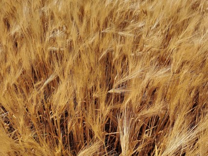 A dense field full of golden ears of grain (granum) nestling together, Franconian Forest nature