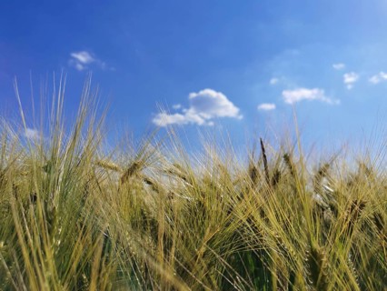 A wide grain field (granum) under a bright blue sky with scattered clouds, Franconian Forest nature