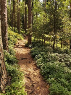 A narrow path snakes through a sun-drenched forest full of tall trees, Frankenwald nature park
