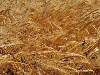 A wide field with lush, golden ears of grain (granum) in the summer heat, Franconian Forest nature