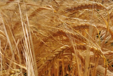 Dense golden-yellow ears of grain (granum) standing densely interwoven in the field, Franconian