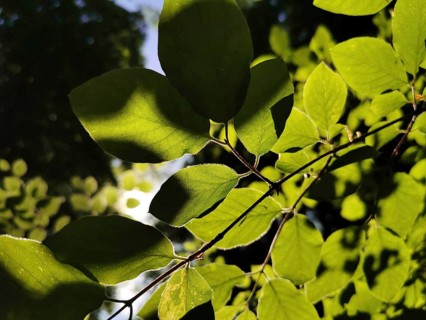 Close-up view of brightly lit green leaves in the shade of a tree, Frankenwald nature park Park,