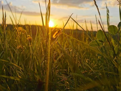 Meadow at sunset, grasses rising high into the golden light of the evening, Frankenwald nature park