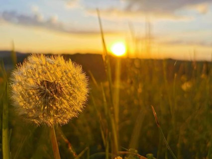 Close-up of a dandelion head (Taraxacum) in the light of a sunset over a meadow, Franconian Forest