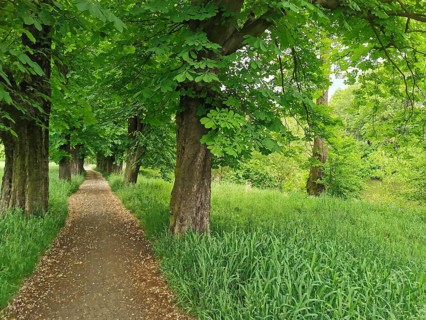 Shady forest trail lined with thick green trees on both sides, Frankenwald nature park Park,