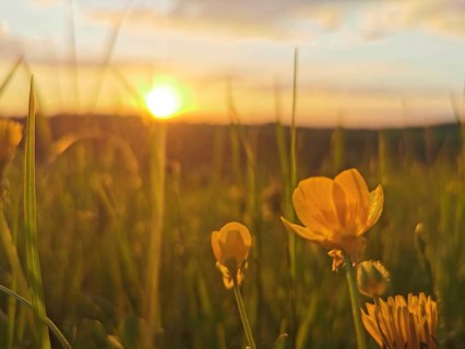 Yellow flowers in a meadow in the warm light of a sunset, Frankenwald nature park Park, Germany