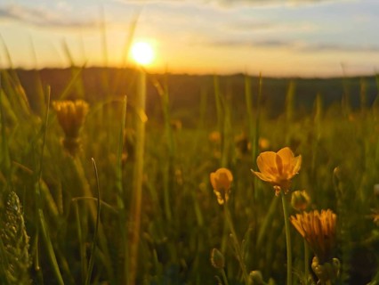Yellow flowers in a meadow in the evening light with a picturesque sunset, Frankenwald nature park