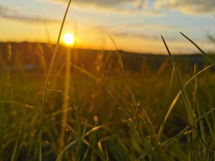 Meadow at sunset, grasses in the foreground and warm evening light in the background, Frankenwald