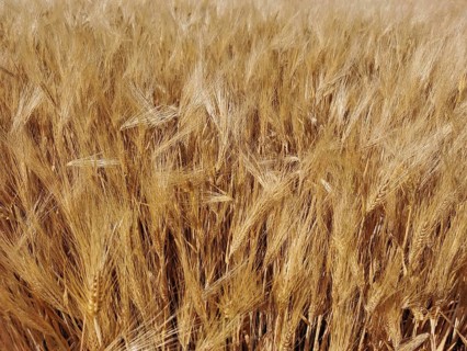 A dense field full of golden ears of grain (granum), ready for harvest, Franconian Forest nature