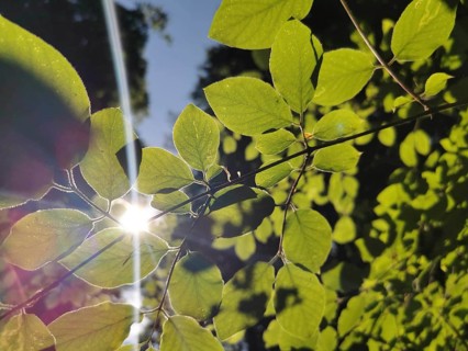 Green leaves illuminated by sunlight in bright backlight, Frankenwald nature park Park, Germany