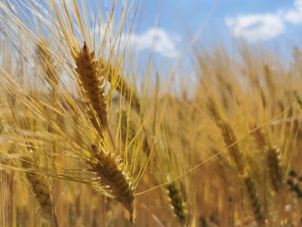 Close-up of ears of grain (granum) with a small part of the blue sky in the background, Franconian