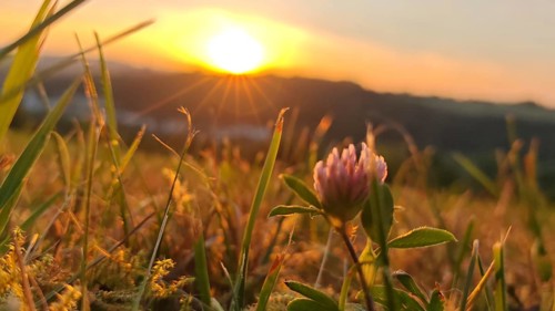 Clover flowers in a meadow at sunset with golden rays
